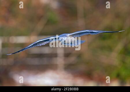 A common gull (Larus canus) in flight at a lake in the city of Berlin Stock Photo