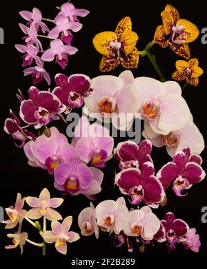 Orchid flowers Phalaenopsis. Branches of flowering Orchid Phalaenopsis (known as butterfly orchids) on a black background. Selective focus Stock Photo