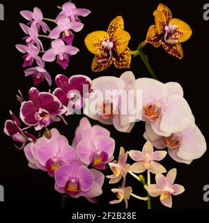 Orchid flowers Phalaenopsis. Branches of flowering Orchid Phalaenopsis (known as butterfly orchids) on a black background. Selective focus Stock Photo