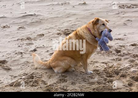 Lab Collie cross dog with soft toy in mouth sitting on beach at Poole, Dorset UK in March Stock Photo