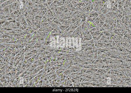 Background of the dry branches of the liana. Texture of the dry branches of the vine. Young shoots of a creeper plant with blossoming buds. Stock Photo