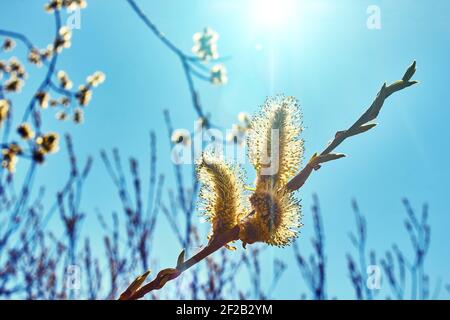 Buds on a tree on a sunny day. Blue sky and sunlight. Spring sun on the background of branch willow. Stock Photo
