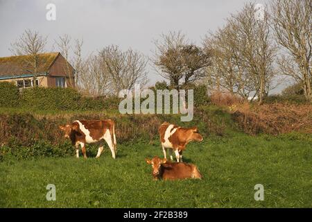 Guernsey cattle outdoors in a field of grass. Stock Photo