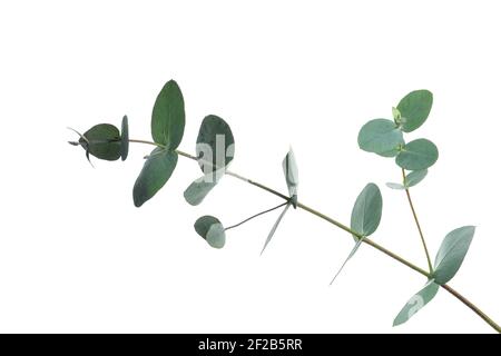 Beautiful eucalyptus branch with oval leaves isolated on white background, fresh green element Stock Photo