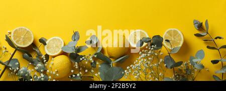 Eucalyptus branches, lemons and delicate gypsophila on a yellow background, panoramic spring flat lay Stock Photo