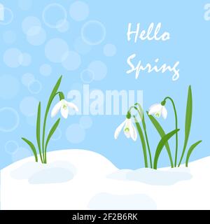 Handdrawn Snowdrops Flower in melting snow. First growing blooming plants. Spring landscape template. Vector eps 10 illustration on blue sky Stock Vector
