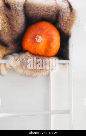 Pumpking wrapped in faux fur rug on ladder. Concept of cosy, comfort, warmth Stock Photo