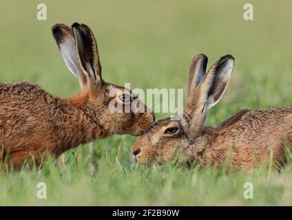 The Kiss - Brown Hares caught kissing in a tender moment  - Suffolk Stock Photo