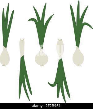 Onions - vector illustration Stock Vector
