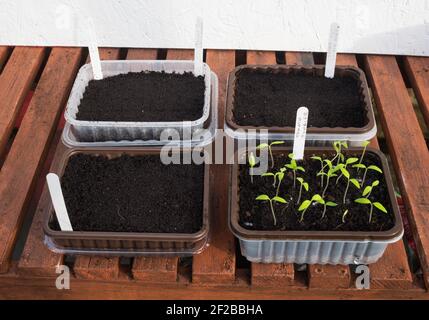 Recycled plastic food containers used to grow seedlings. Stock Photo