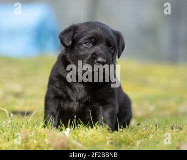 labrador retriever puppy, black Stock Photo