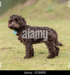 cockapoo puppy Stock Photo
