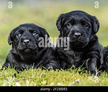 Black labrador retriever puppies Stock Photo