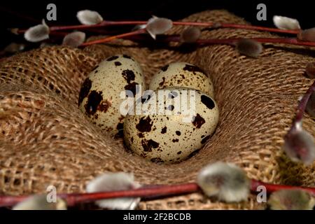 Easter quail eggs in bagging and willow branches Stock Photo