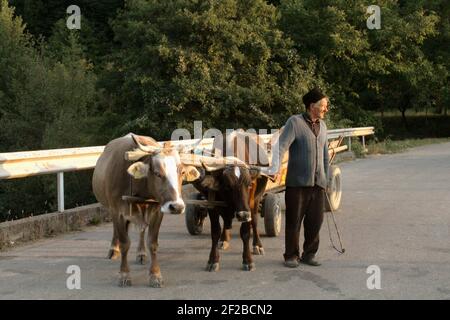 Cattle-pulled cart in Vrancea, Romania Stock Photo