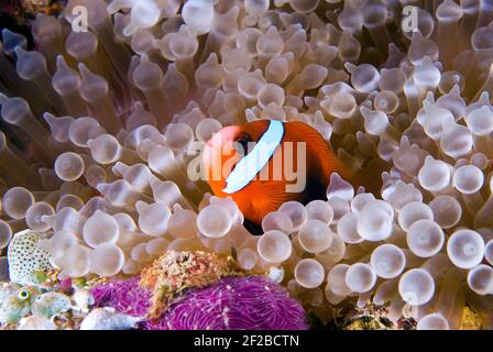 Chuyo Maru Wreck, tomato anemonefish on bulb-tentacle anemone Stock Photo