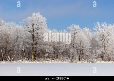Hoarfrost on a beautiful winter day in northern Wisconsin. Do you see the whitetail at the forest's edge? Stock Photo