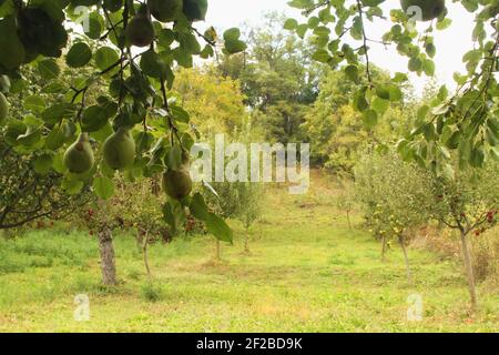 Pears growing in the tree, ready for harvest. Orchard with apple and pear trees. Stock Photo