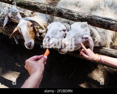 Herd of sheep in an animal pen being fed a carrot, Italy Stock Photo