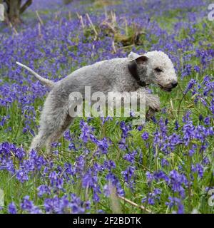 Bedlington terrier Dog Stock Photo