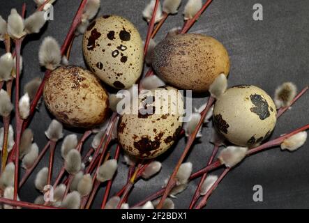 Easter quail eggs and willow branches on dark background Stock Photo