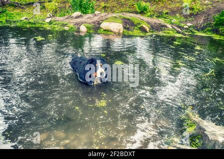 Bernese Mountain Dog bathing in a pond, Poland Stock Photo