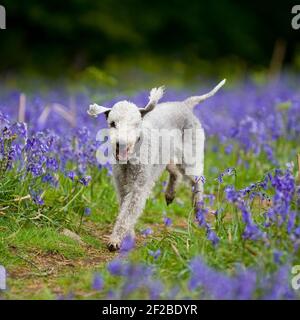 Bedlington terrier Dog Stock Photo