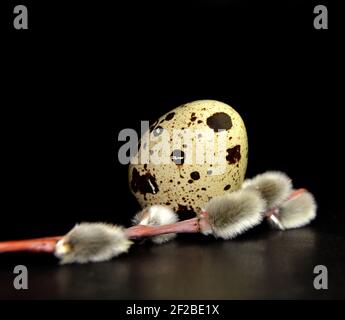 Easter quail egg and willow branch on black background Stock Photo