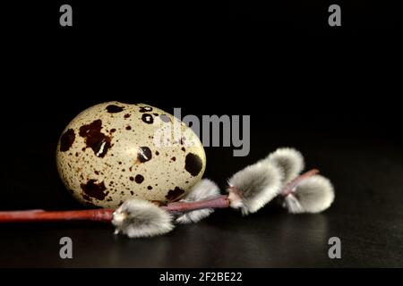 Easter egg and willow branch on black background Stock Photo