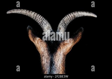 Rear view of a goat's horns at night, Poland Stock Photo