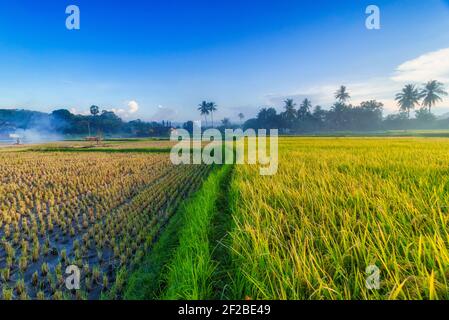 People working in paddy fields in rural landscape, Sumbawa, West Nusa Tenggara, Indonesia