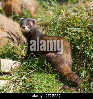 European polecat (Mustela putorius). The polecat is native throughout ...