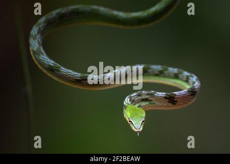Asian vine snake on a tree branch, Indonesia