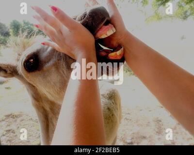 Woman holding a horse's mouth open to check the teeth, Poland
