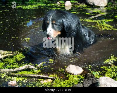 Bernese Mountain Dog bathing in a pond, Poland Stock Photo