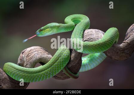 White-lipped island pit viper coiled around a tree branch, Indonesia Stock Photo