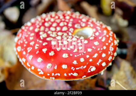 Lingen, Deutschland. 29th Oct, 2020. A fly agaric on lawn in Lingen (Germany), 29 October 2020. Credit: dpa/Alamy Live News Stock Photo