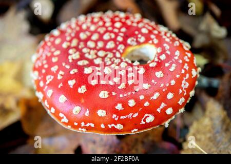 Lingen, Deutschland. 29th Oct, 2020. A fly agaric on lawn in Lingen (Germany), 29 October 2020. Credit: dpa/Alamy Live News Stock Photo