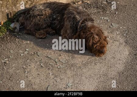 SHUSHI, NAGORNO KARABAKH - NOVEMBER 03: A dejected dog lays amid pieces of shattered glass during a military conflict between Armenian and Azerbaijani forces over the disputed Nagorno-Karabakh region known also as the Artsakh Republic Stock Photo