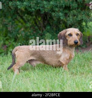 miniature wirehaired dachshund