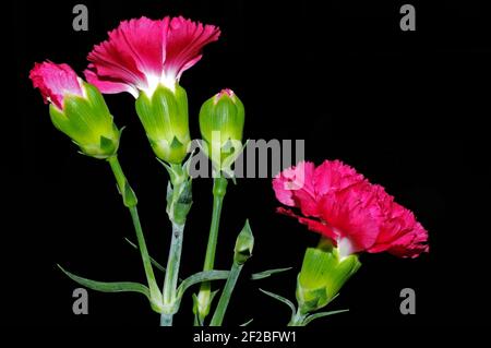 <sweet William (dianthus barbatus) close-up Stock Photo