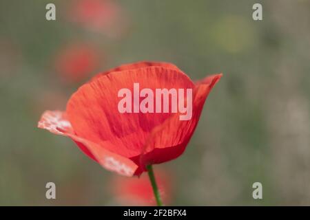 One bright red poppy on a blurry background Stock Photo