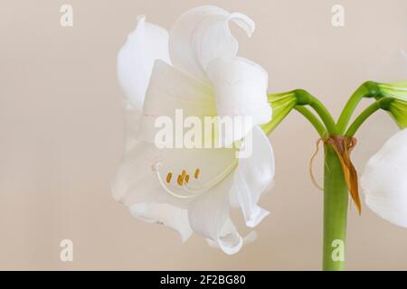 The white flower of a Hippeastrum - commonly, and inaccurately, called an Amaryllis Stock Photo