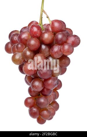 Bunch of fresh ripe large red grapes on white background close up Stock Photo
