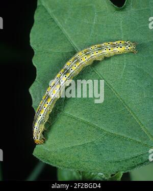 Cotton semi-looper (Anomis texana) caterpillar on damaged cotton leaf Stock Photo