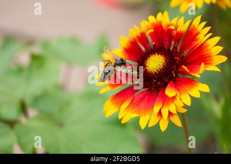 A large black bee sits on a red-yellow flower and flaps its wings collecting nectar. Stock Photo