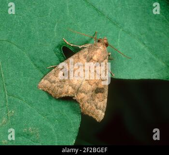 Cotton semi-looper (Anomis texana) insignificant brown moth  pest on a cotton leaf Stock Photo