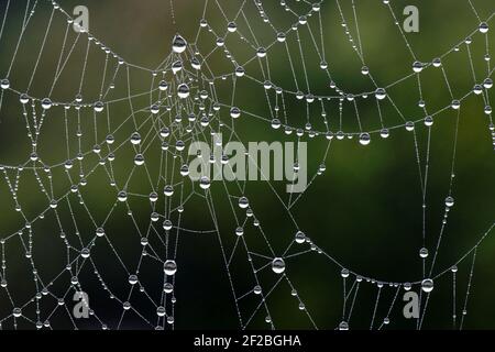 Droplets forned by an early morning mist on the delicate gossamer threads of an orb web spider's web, Berkshire, February Stock Photo