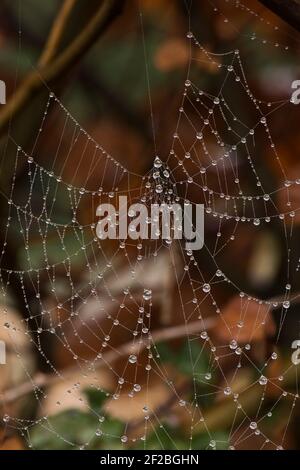 Droplets forned by an early morning mist on the delicate gossamer threads of an orb web spider's web, Berkshire, February Stock Photo