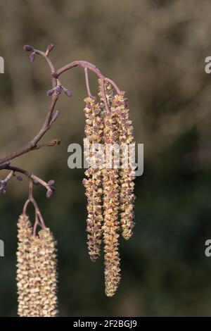 Alder (Alnus glutinosa) open purple tinged pendulous male catkins with smaller female catkins in late winter, March Stock Photo